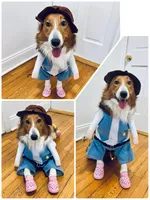 Shetland/Border collie female, a female Shetland Sheepdog and Border Collie for sale in Newburgh, NY – 3 of 6