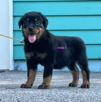 Purebred Rottweiler male 1, a male Rottweiler for sale in Newburgh, NY – 5 of 8