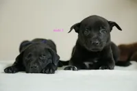 Formosan Mountain Dog 1, a male Entlebucher Mountain Dog for sale in Newburgh, NY – 2 of 4