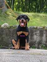 Purebred Rottweiler female 1, a female Rottweiler for sale in Newburgh, NY – 5 of 5