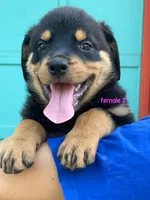 Purebred Rottweiler female 2, a female Rottweiler for sale in Newburgh, NY – 3 of 6