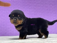 Purebred Rottweiler pup 2, a male Rottweiler for sale in Rock Tavern, NY – 7 of 10