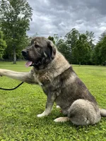 Spanish Mastiff/Caucaisan Ovcharka , a male Spanish Mastiff for sale in Newburgh, NY – 7 of 7