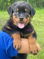 Purebred Rottweiler male 3, a male Rottweiler for sale in Newburgh, NY – 2 of 4