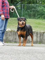 Rottweiler female, a female Rottweiler for sale in Newburgh, NY – 6 of 6