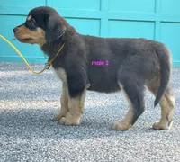 Purebred Rottweiler male 2, a male Rottweiler for sale in Newburgh, NY – 3 of 6