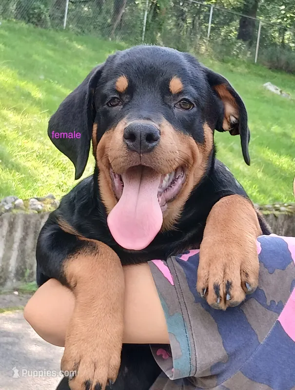 Purebred Rottweiler female 1 – Rottweiler puppy for sale in Newburgh, NY