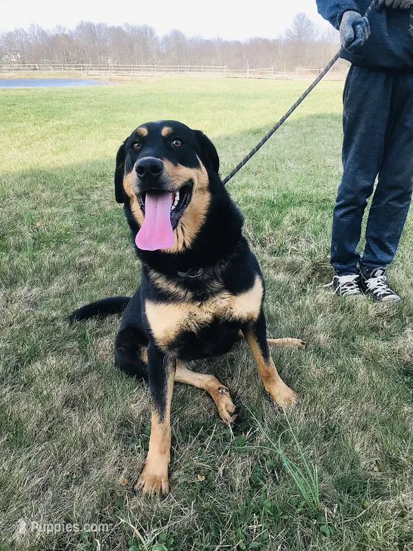 Rottweiler cross female – Caucasian Ovcharka, Rottweiler puppy for sale in Newburgh, NY