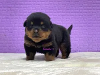 Purebred Rottweiler pup 1, a female Rottweiler for sale in Rock Tavern, NY – 5 of 10