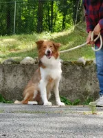 Shetland/Border collie female, a female Shetland Sheepdog and Border Collie for sale in Newburgh, NY – 5 of 6