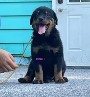 Purebred Rottweiler male 1, a male Rottweiler for sale in Newburgh, NY – 2 of 8