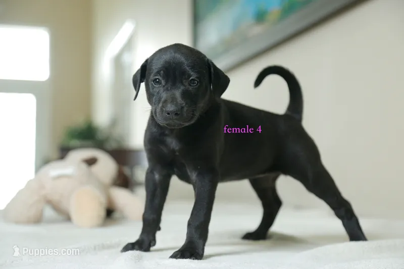 Formosan Mountain Dog female 4 – Golden Mountain Doodle puppy for sale in Newburgh, NY