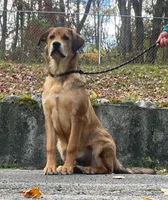 Rottweiler cross female, a female Rottweiler for sale in Rock Tavern, NY – 1 of 2