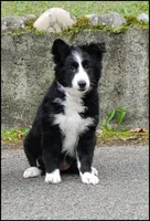 2 months Border collie female, a female Border Collie for sale in Rock Tavern, NY – 4 of 6