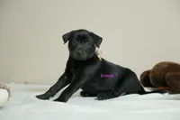 Formosan Mountain Dog female 3, a female Golden Mountain Doodle for sale in Newburgh, NY – 2 of 5