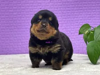Purebred Rottweiler pup 2, a male Rottweiler for sale in Rock Tavern, NY – 1 of 10