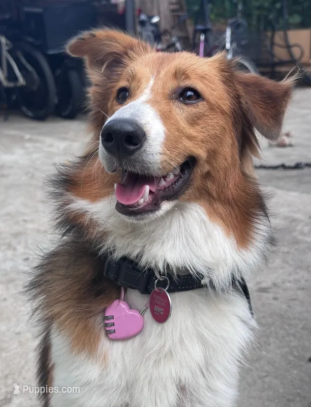 Shetland/Border collie female – Shetland Sheepdog, Border Collie puppy for sale in Newburgh, NY