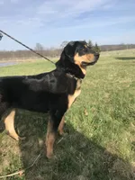 Rottweiler cross female, a female Caucasian Ovcharka and Rottweiler for sale in Newburgh, NY – 3 of 4