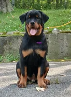 Purebred Rottweiler male 3, a male Rottweiler for sale in Newburgh, NY – 4 of 4