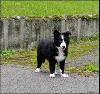 2 months Border collie female, a female Border Collie for sale in Rock Tavern, NY – 6 of 6