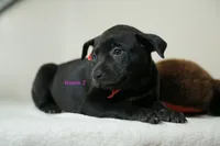Formosan Mountain Dog female 2, a female Golden Mountain Doodle for sale in Newburgh, NY – 4 of 5