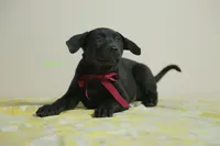 Purebred Formosan Mountain Taiwan Dog 4, a female Taiwan for sale in Newburgh, NY – 4 of 4