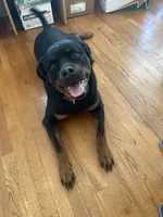 Rottweiler female 2, a female Rottweiler for sale in Newburgh, NY – 6 of 8