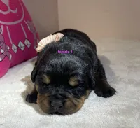 AKC Rottweiler female , a female Rottweiler for sale in Newburgh, NY – 3 of 4