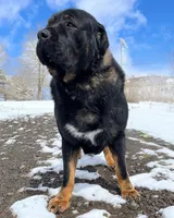 Rottweiler cross male, a male Caucasian Ovcharka and Rottweiler for sale in Newburgh, NY – 3 of 3