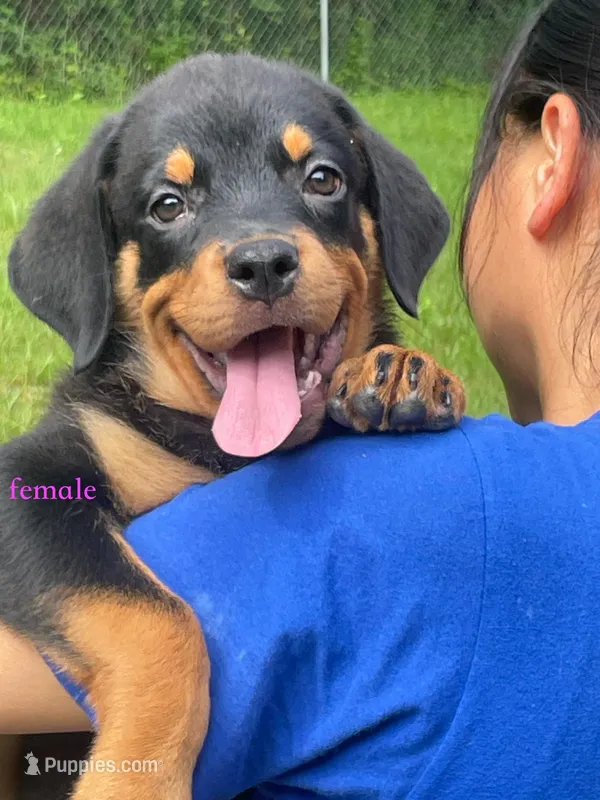 Purebred Rottweiler female 1 – Rottweiler puppy for sale in Newburgh, NY