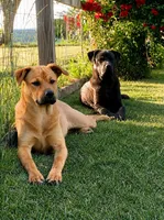 Taiwai dog, a male Rottweiler for sale in Newburgh, NY – 1 of 6