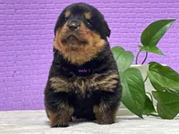 Purebred Rottweiler pup 2, a male Rottweiler for sale in Rock Tavern, NY – 3 of 10