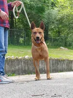 Taiwan dog male, a male Aidi (Atlas Mountain Dog) for sale in Newburgh, NY – 2 of 7