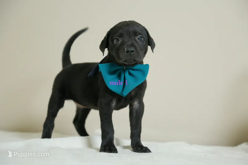 Formosan Mountain Dog 1 – Entlebucher Mountain Dog puppy for sale in Newburgh, NY