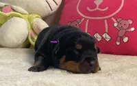 AKC Rottweiler male 1, a male Rottweiler for sale in Newburgh, NY – 4 of 5
