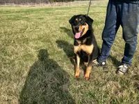 Rottweiler cross female, a female Caucasian Ovcharka and Rottweiler for sale in Newburgh, NY – 4 of 4