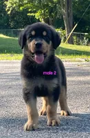Purebred Rottweiler male 2, a male Rottweiler for sale in Newburgh, NY – 4 of 6