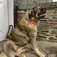 Spanish Mastiff/Caucaisan Ovcharka , a male Spanish Mastiff for sale in Rock Tavern, NY – Photo 4 of 4