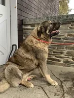Spanish Mastiff/Caucaisan Ovcharka , a male Spanish Mastiff for sale in Rock Tavern, NY – Photo 4 of 4