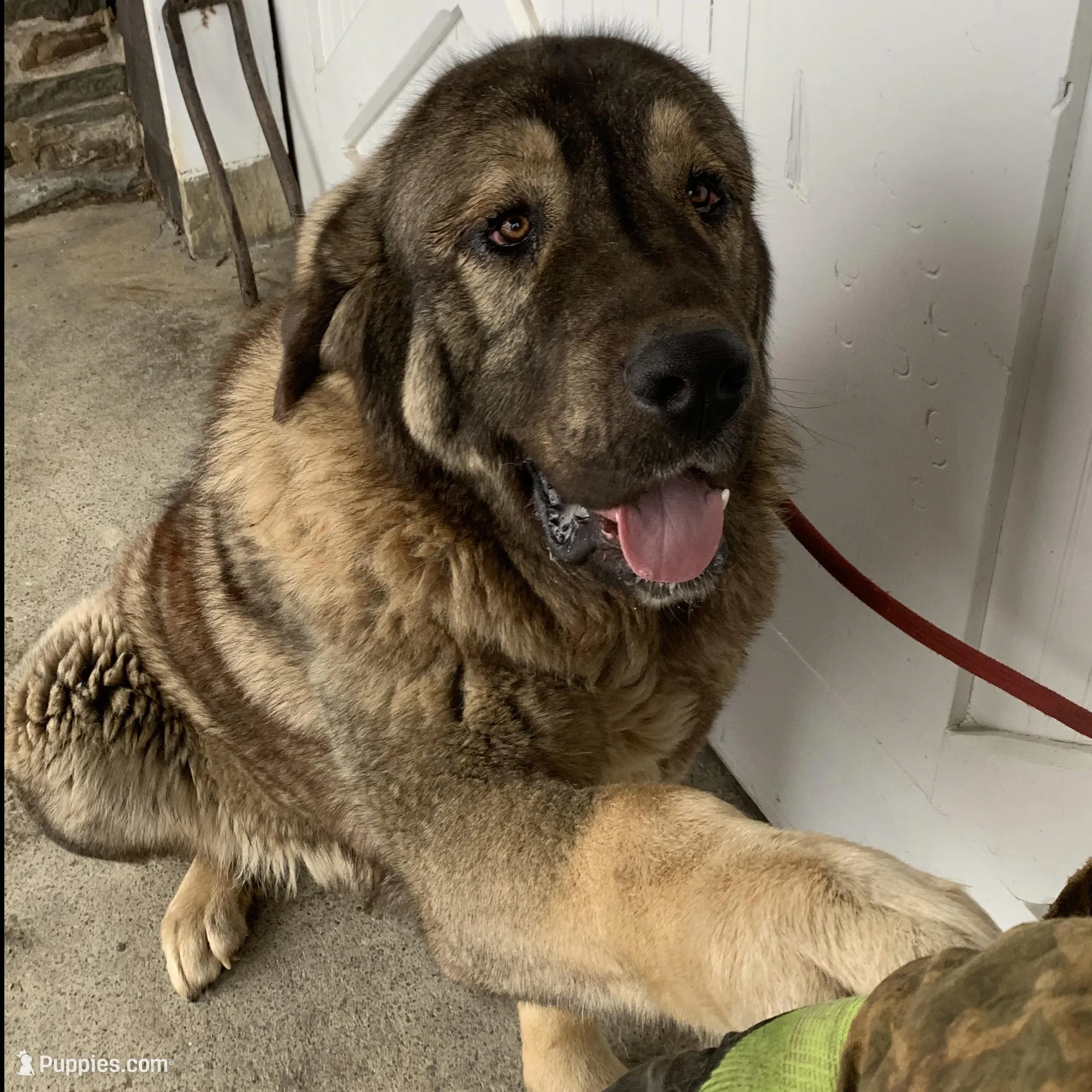 Spanish Mastiff/Caucaisan Ovcharka , a male Spanish Mastiff for sale in Rock Tavern, NY – Photo 2 of 4