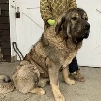 Spanish Mastiff/Caucaisan Ovcharka , a male Spanish Mastiff for sale in Rock Tavern, NY – Photo 3 of 4