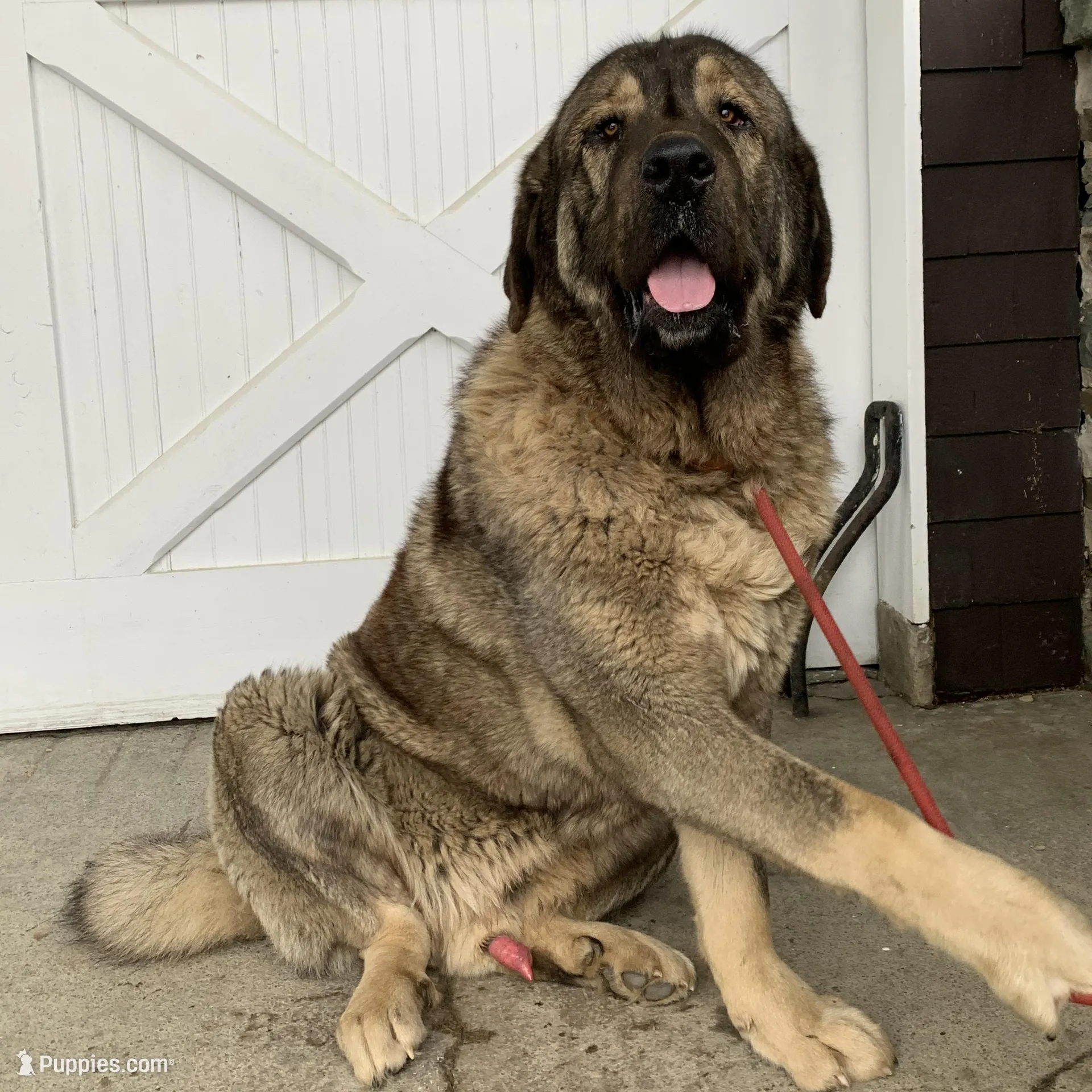 Spanish Mastiff/Caucaisan Ovcharka 