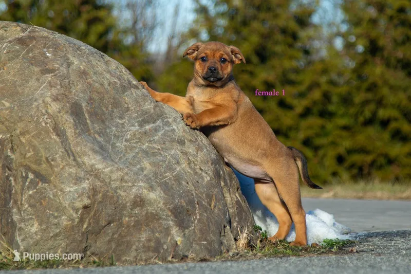 Rottweiler cross Taiwan 2