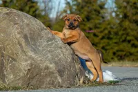 Rottweiler cross Taiwan 2, a female Rottweiler for sale in Rock Tavern, NY – Photo 1 of 3