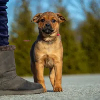 Rottweiler cross Taiwan 2, a female Rottweiler for sale in Rock Tavern, NY – Photo 3 of 3