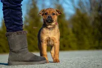 Rottweiler cross Taiwan 2, a female Rottweiler for sale in Rock Tavern, NY – Photo 3 of 3