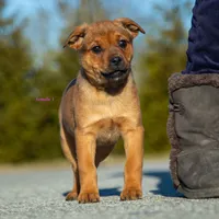 Rottweiler cross Taiwan 2, a female Rottweiler for sale in Rock Tavern, NY – Photo 2 of 3