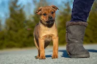 Rottweiler cross Taiwan 2, a female Rottweiler for sale in Rock Tavern, NY – Photo 2 of 3