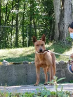 Taiwan dog male, a male Aidi (Atlas Mountain Dog) for sale in Newburgh, NY – 6 of 7