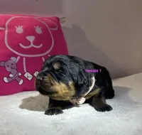 AKC Rottweiler female , a female Rottweiler for sale in Newburgh, NY – 4 of 4